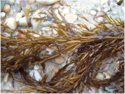 探索海洋寶藏 海洋生物活性物質提取及其在腐植酸領域的協同應用前景