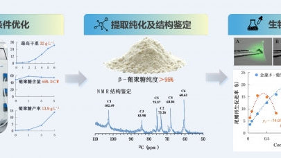 水生所在藻源β-1,3-葡聚糖開發方面取得進展 海洋生物活性物質提取技術新突破