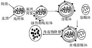 植物細胞內物質代謝與海洋生物活性物質提取的關聯探究