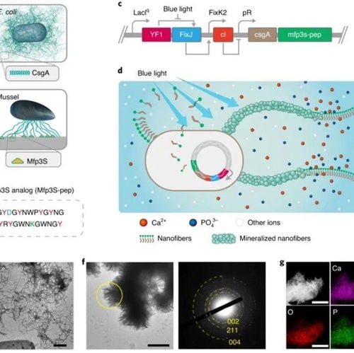 仿生之光 光誘導活性生物膜梯度礦化推動動態響應與自修復材料創新