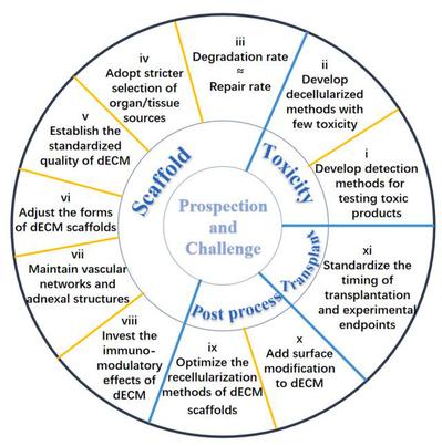 我校在生物活性材料領域取得新進展 組織工程支架純化技術最新綜述發表